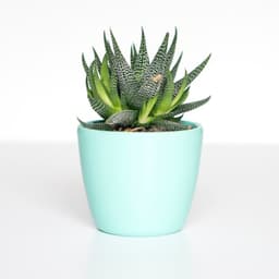 Plantas y Jardín